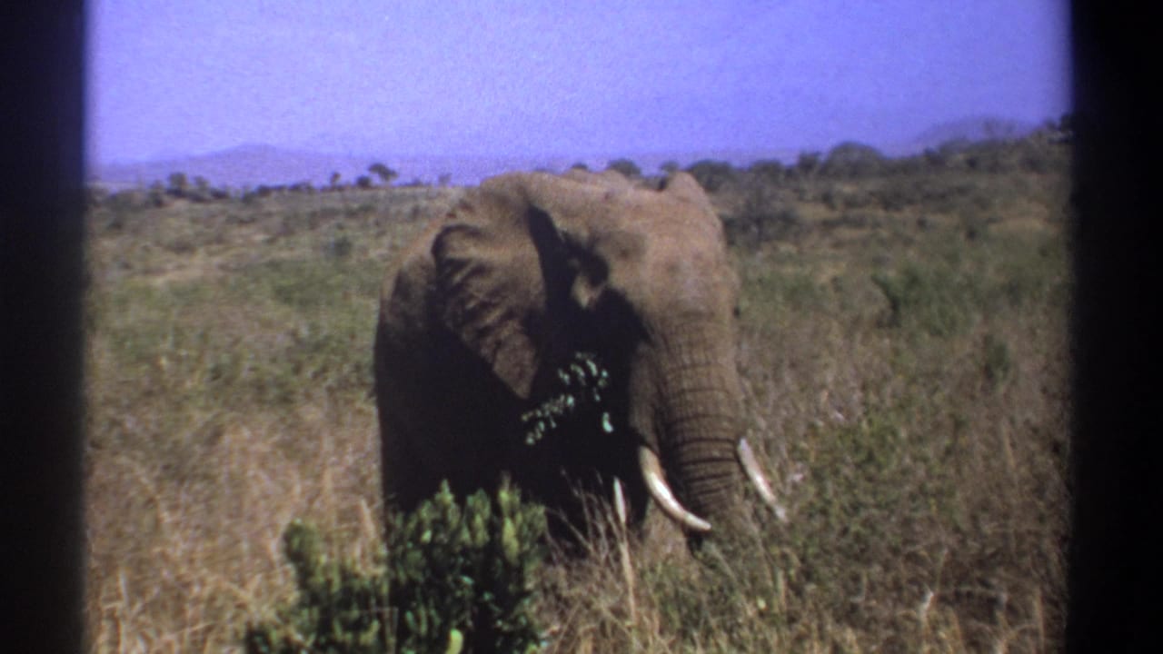 1969 Kenya 8mm frame showing a tusked African elephant in dry savanna grass beneath a blue sky.