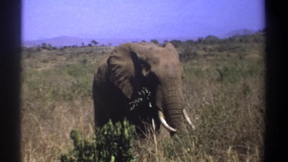 1969 Kenya 8mm frame showing a tusked African elephant in dry savanna grass beneath a blue sky.