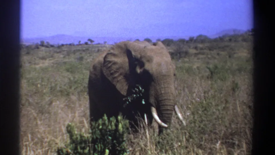 Vintage 8mm Kenya frame showing an African elephant among dry grass, with hills faintly visible beyond.