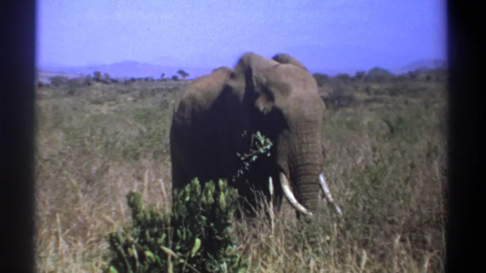 1969 Kenya 8mm frame of a tusked elephant near green shrubs in sunlit savanna.