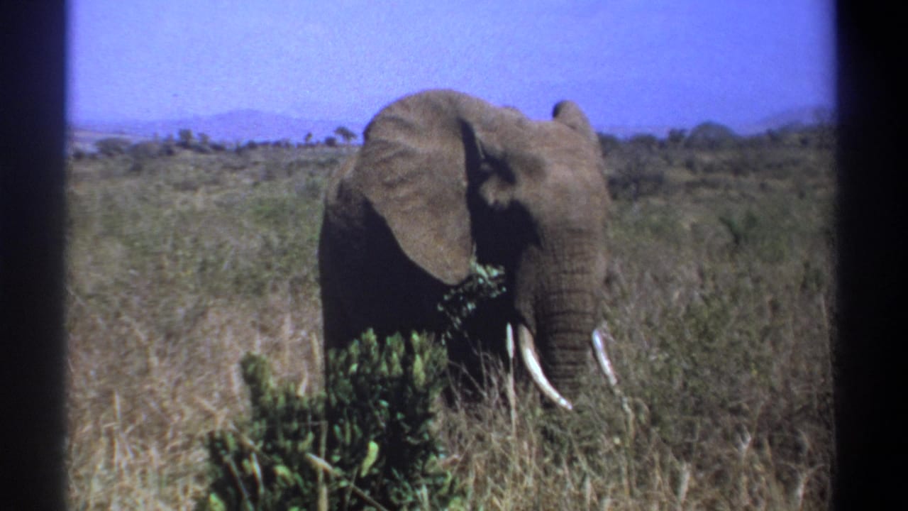1969 Kenya 8mm frame showing a tusked elephant eating vegetation in open savanna grassland.