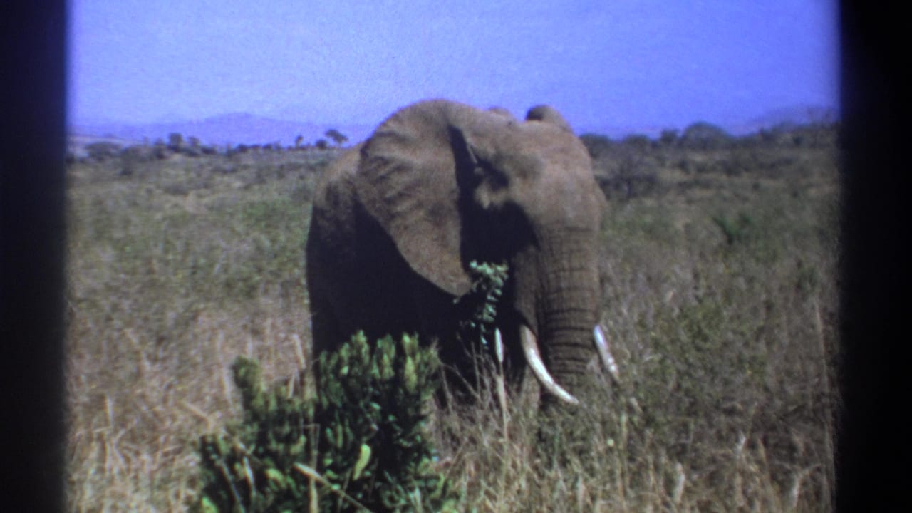 1969 Kenya home-movie frame of an elephant with visible tusks feeding among tall grass and shrubs.