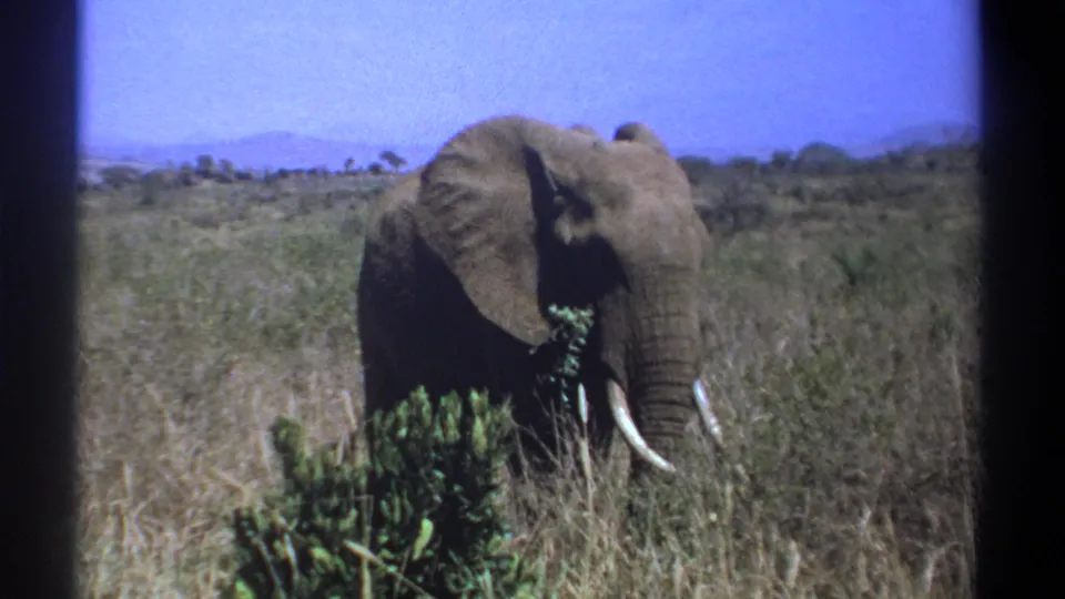 1969 Kenya home-movie frame of an elephant with visible tusks feeding among tall grass and shrubs.