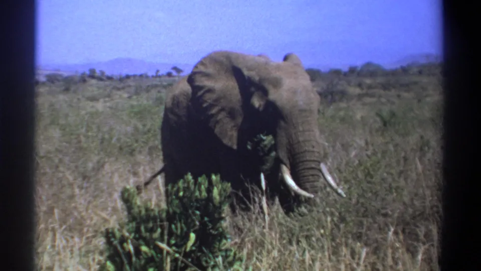 1969 Kenya 8mm frame showing a tusked elephant partly obscured by vegetation in open savanna.
