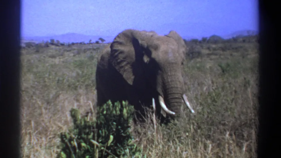 1969 Kenya home-movie frame of an elephant feeding in dry savanna with distant trees and blue sky.