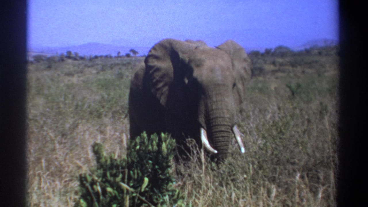 1969 Kenya 8mm frame showing an elephant facing camera in dry savanna grass, with tusks, shrubs, hills, and blue sky.