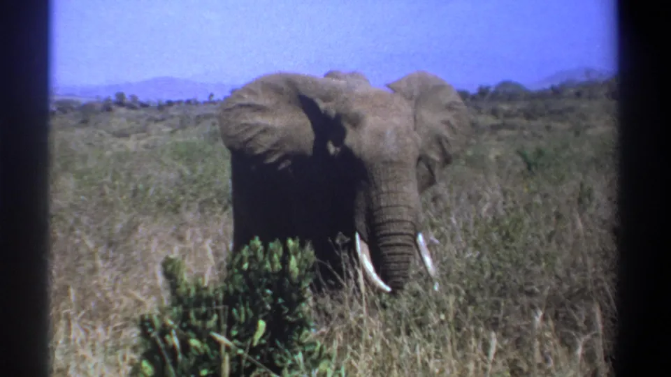 1969 Kenya 8mm frame showing an elephant facing forward in dry grassland, trunk lowered, ears partly open, and hills in the distance.