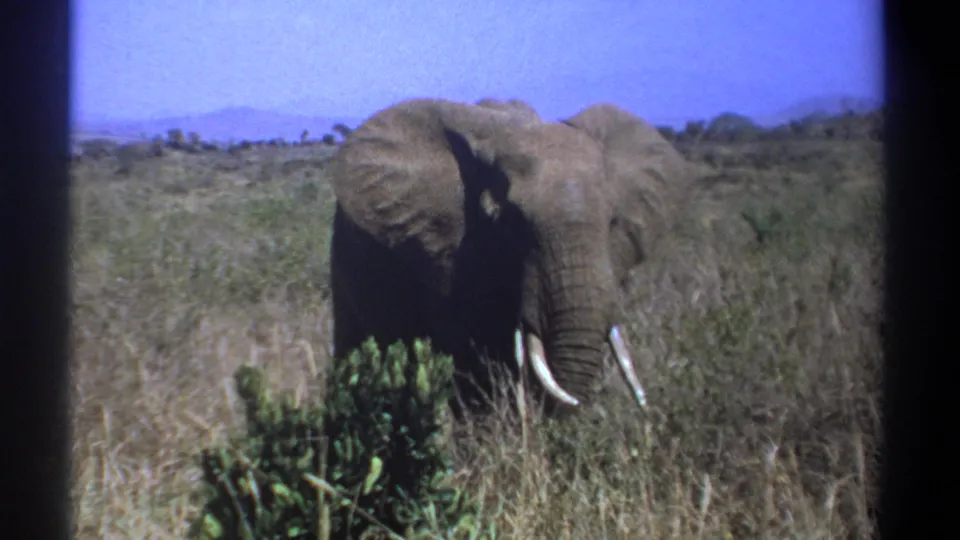1969 Kenya 8mm frame of an elephant in savanna grass near a foreground shrub, with ears extended, tusks visible, and blue sky above.