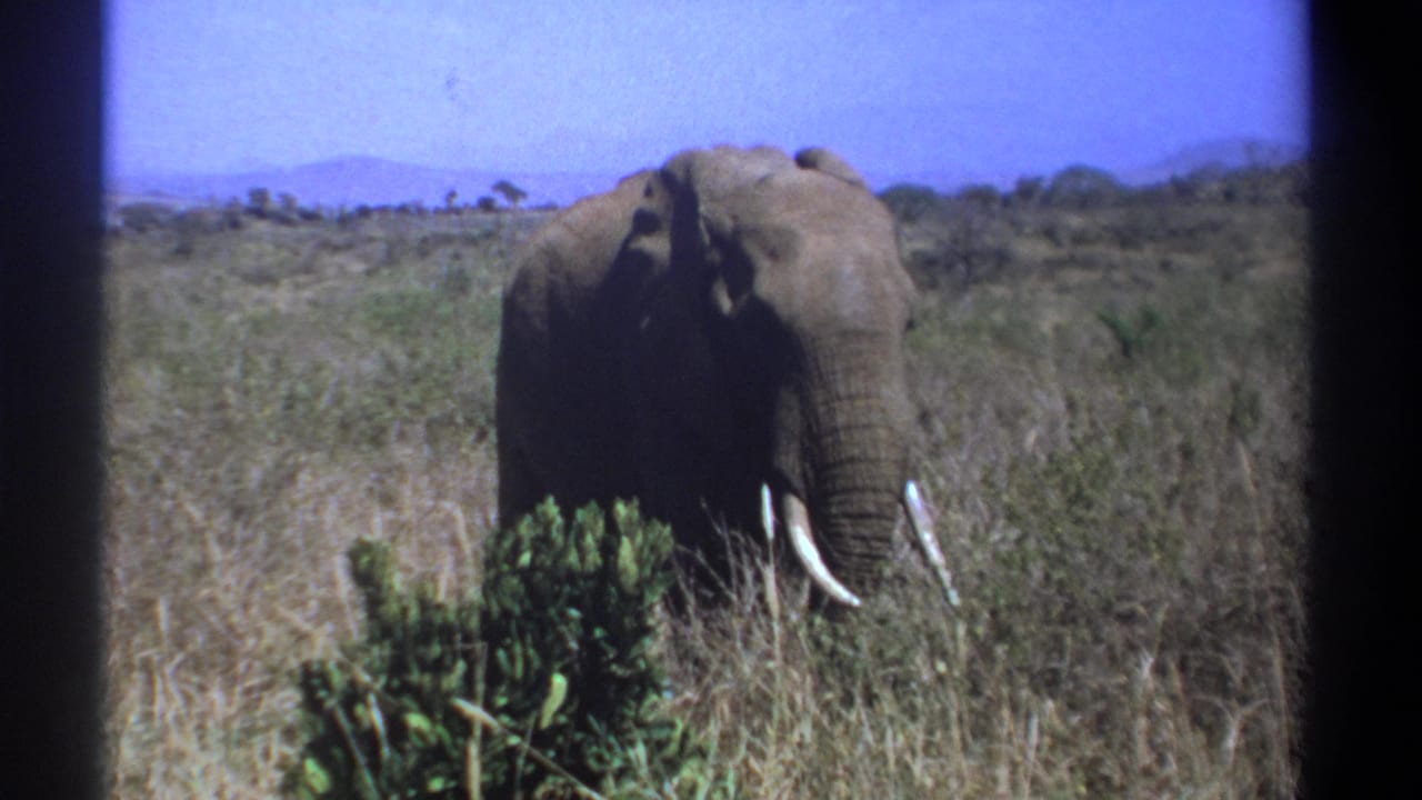 1969 Kenya 8mm frame showing a tusked elephant in dry savanna grass with low shrubs and distant hills.