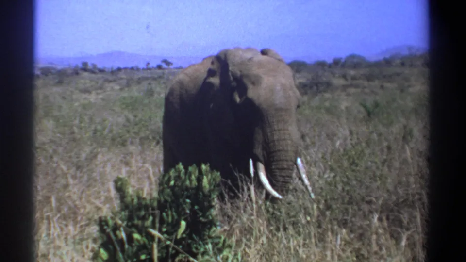 1969 Kenya 8mm frame showing a tusked elephant in dry savanna grass with low shrubs and distant hills.