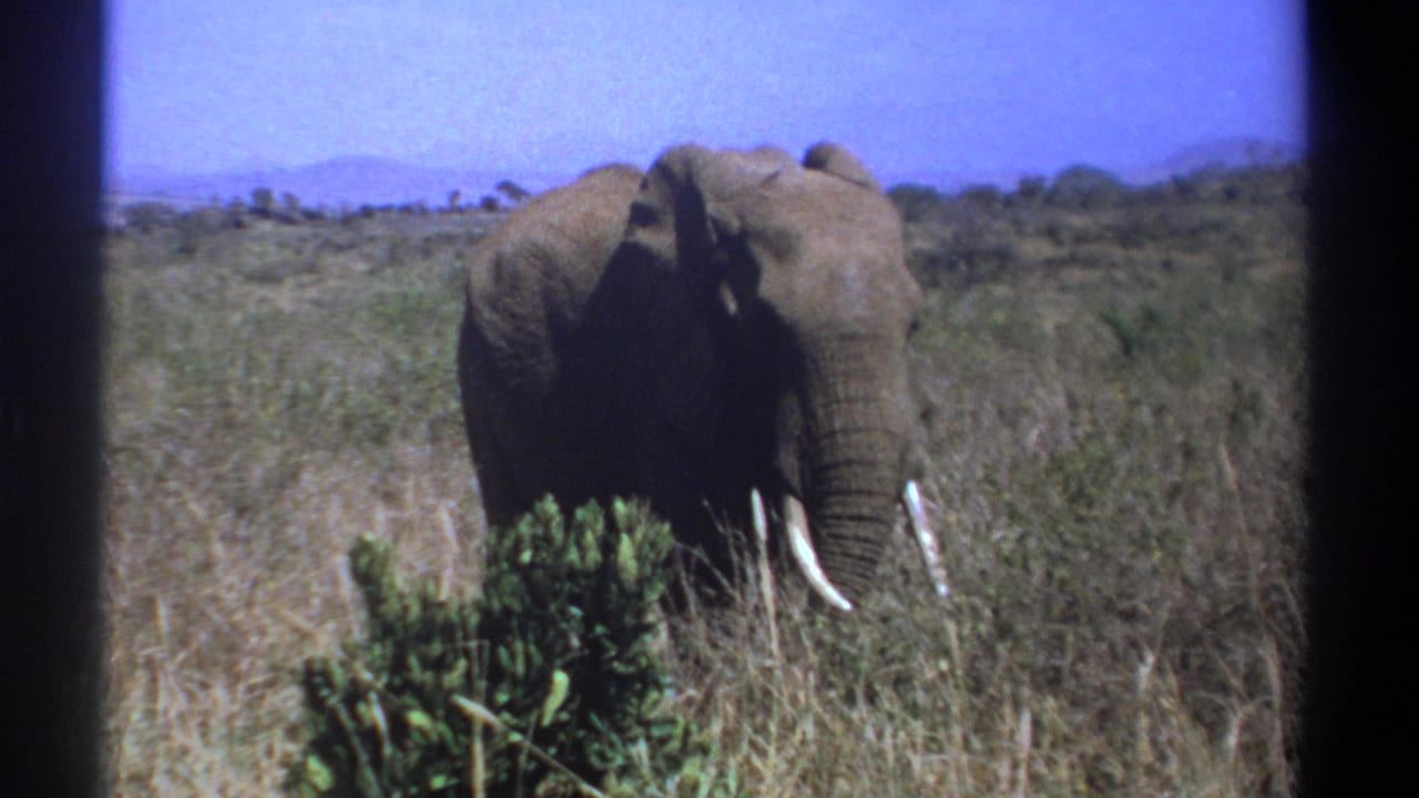 Tusked elephant in tall dry grass with shrubs and low hills behind it.