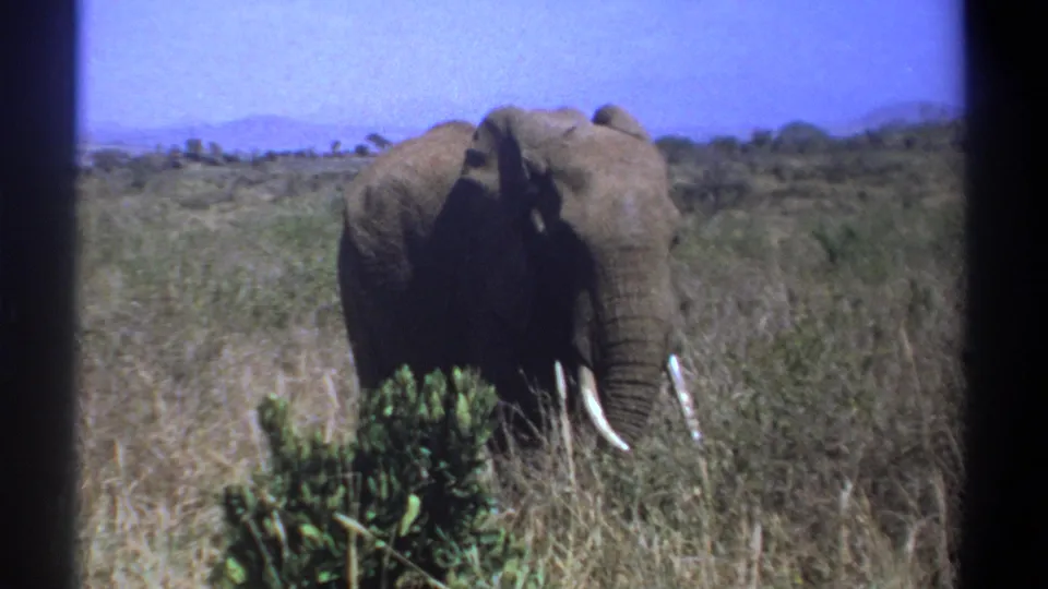 1969 Kenya 8mm frame of a tusked elephant moving through sunlit savanna grass and scattered brush.