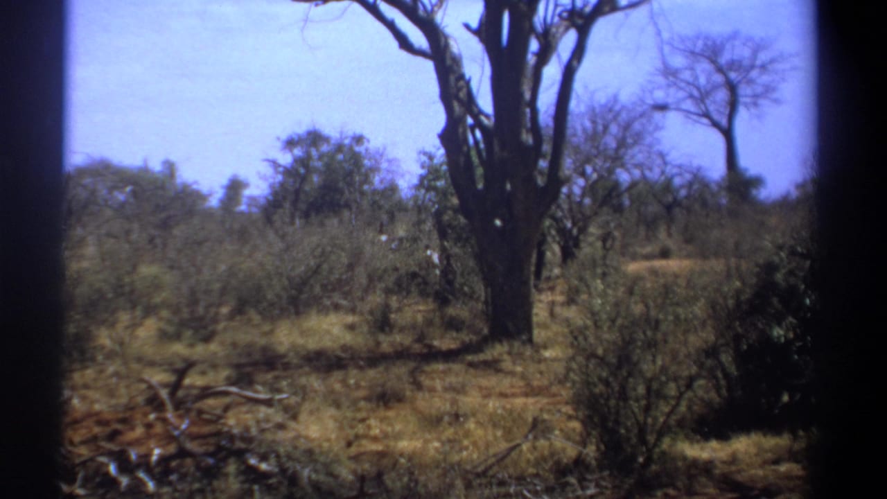 1969 Kenya 8mm frame showing dry grass, scattered shrubs, leafless trees and a bright blue sky before the elephant enters view.