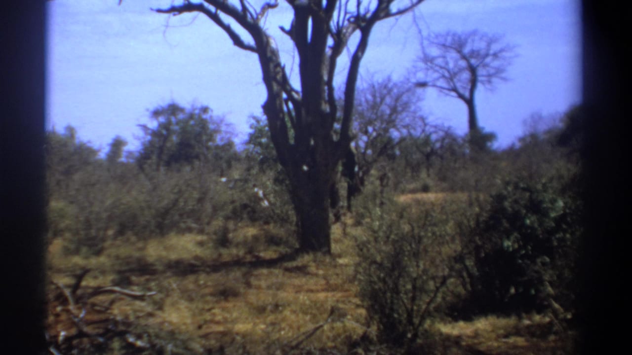 Savanna trees and brush with the elephant not yet clearly visible.