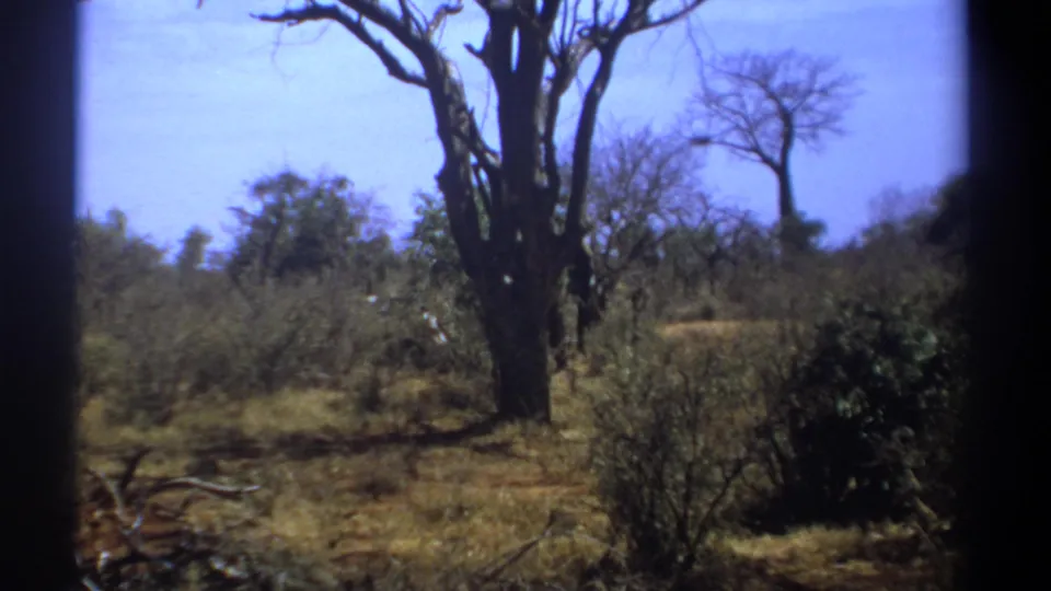 1969 Kenya 8mm frame of a dry wooded savanna view, with brush and tree trunks filling the foreground and midground.