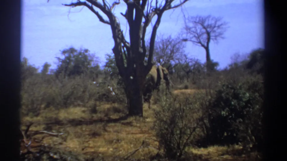 1969 Kenya 8mm frame with an elephant partly obscured behind a leafless tree and shrubs in a dry savanna setting.