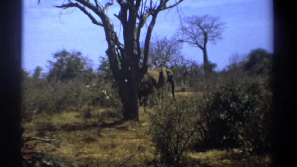 1969 Kenya 8mm frame showing an elephant walking through dry brush beside a tall leafless tree under a bright sky.