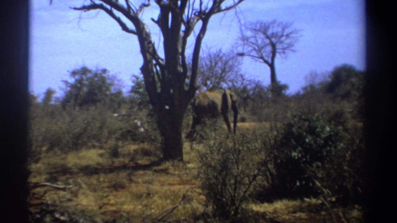 1969 Kenya 8mm frame showing an elephant moving through dry shrubs near leafless trees under a blue sky.