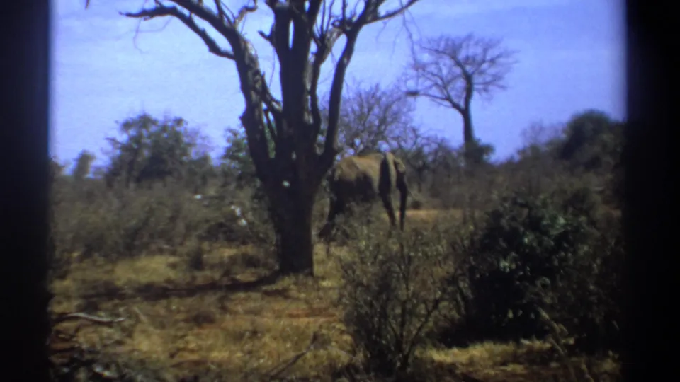 1969 Kenya 8mm frame showing an elephant moving through dry shrubs near leafless trees under a blue sky.