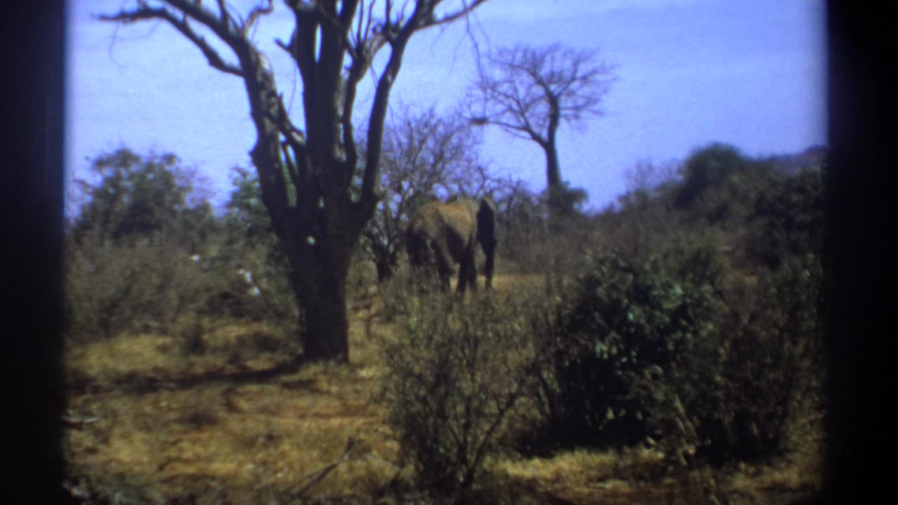 1969 Kenya home-movie frame with a large elephant seen from behind among shrubs and leafless trees.