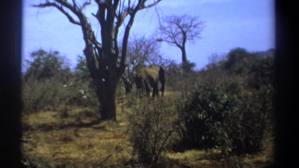 1969 Kenya home-movie frame with a large elephant seen from behind among shrubs and leafless trees.