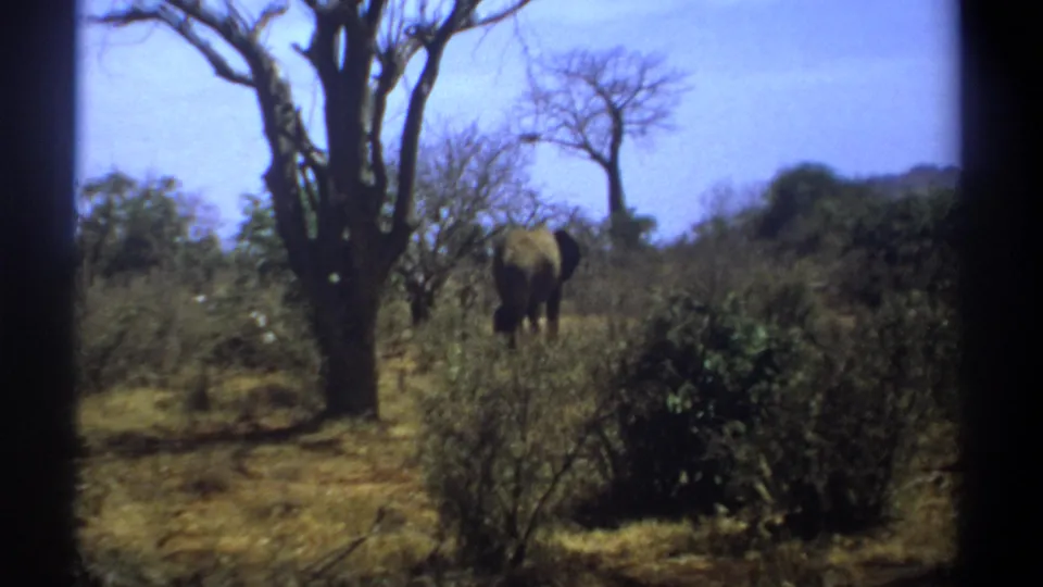 8mm Kenya wildlife frame from 1969 showing a distant elephant passing behind brush in dry woodland.