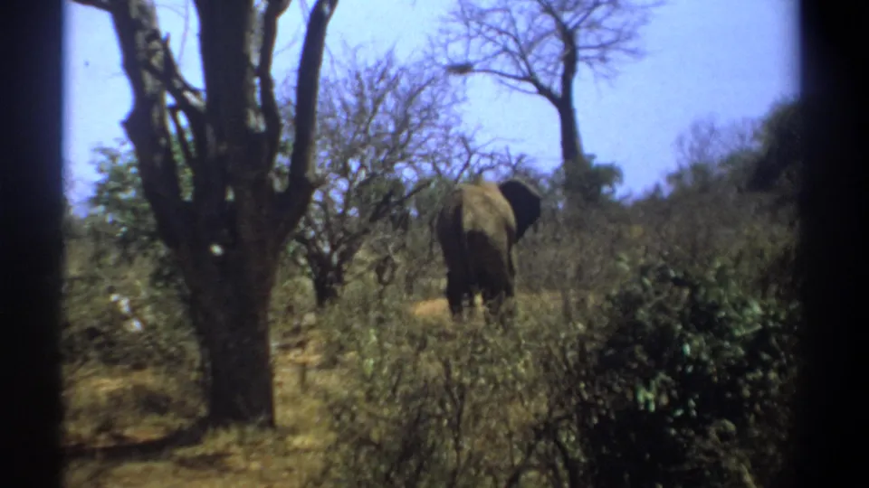 1969 Kenya 8mm frame showing an elephant from behind, partly framed by trees and dense shrubs.