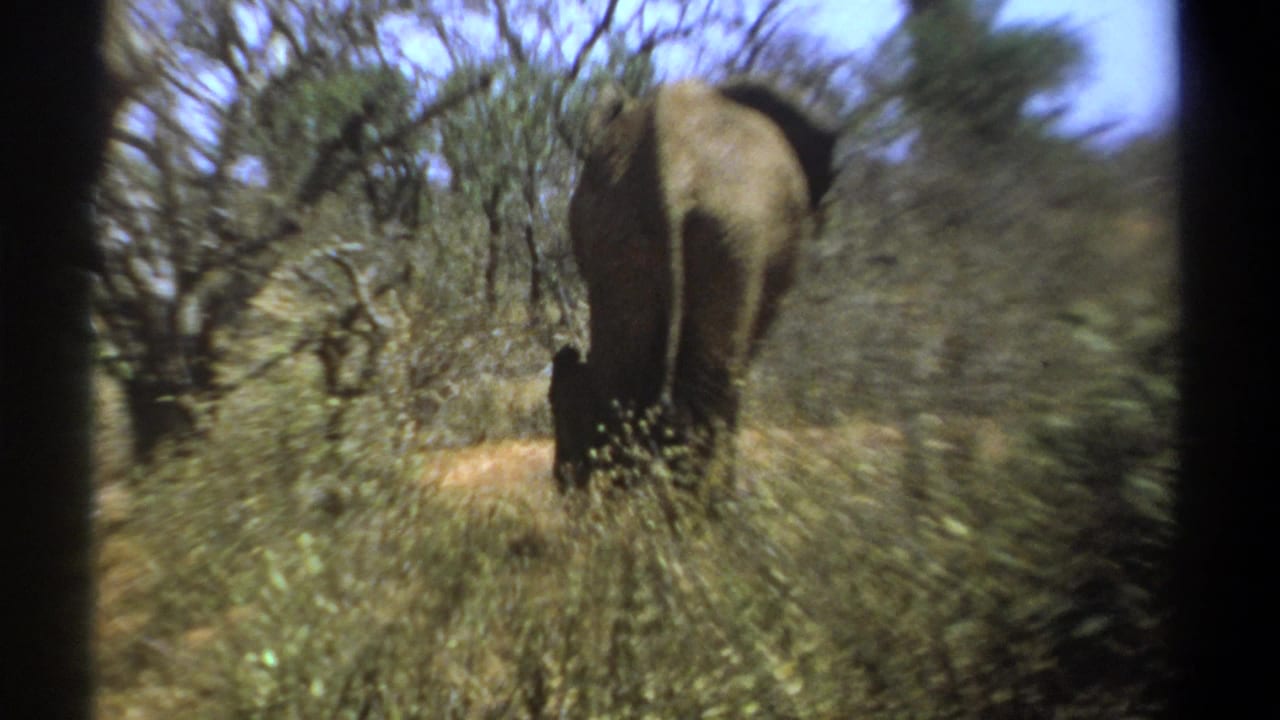1969 Kenya 8mm frame showing an adult elephant with a small calf walking away through dry savanna woodland.