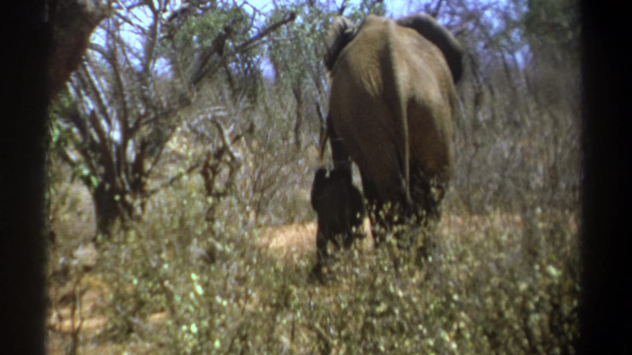 Elephant and calf partly obscured by tall grass in wooded scrub.