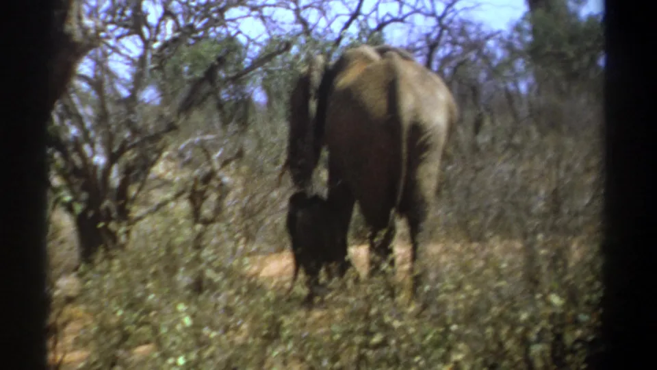 1969 Kenya 8mm frame showing the rear view of an adult elephant and calf in dry savanna vegetation.