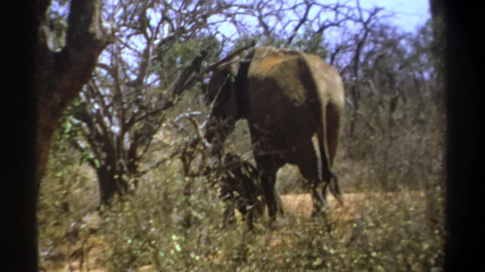 1969 Kenya home-movie frame with an adult elephant and calf beside sparse trees and tall dry grass.