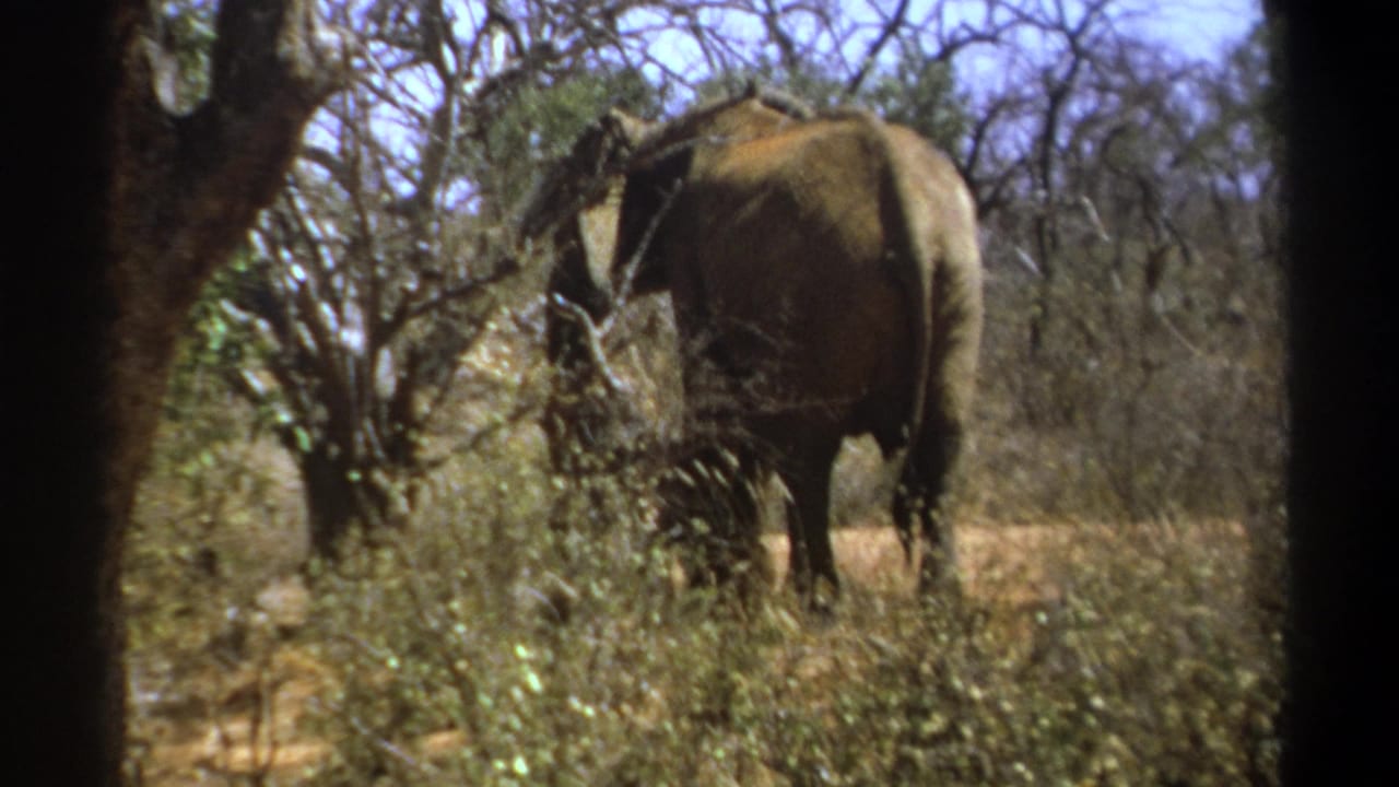 1969 Kenya 8mm frame showing an elephant from behind as it walks through dry savanna brush framed by dark tree trunks.