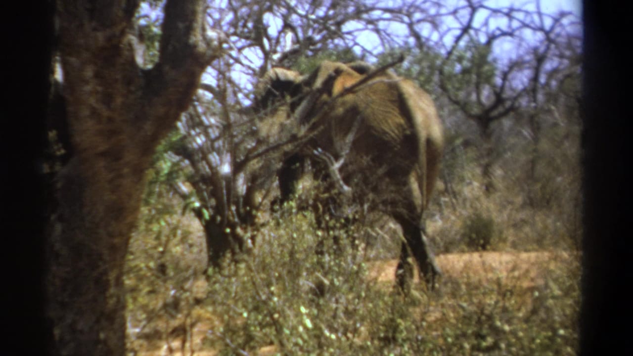 Elephant partly obscured by brush and trees in dry savanna.
