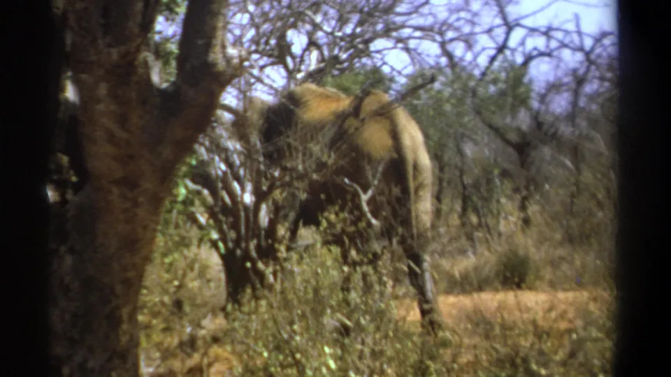 1969 Kenya 8mm still showing the elephant from behind near a tree trunk, with dry brush and leafless branches around it.