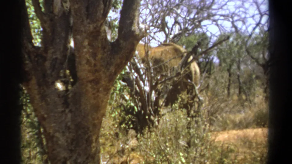 1969 Kenya home-movie frame showing an elephant moving deeper into dry woodland, partly screened by shrubs and tree trunks.