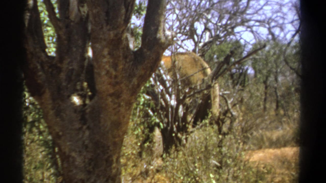 1969 Kenya 8mm frame showing a distant elephant partly obscured by tree trunks, branches, and dry brush.