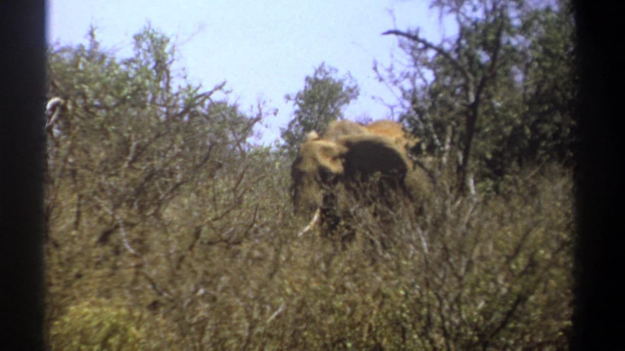 1969 Kenya 8mm frame of a tusked elephant walking behind thorny brush beneath a pale sky.