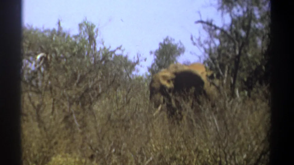 1969 Kenya 8mm frame with the elephant mostly hidden by foreground brush and surrounding woodland.
