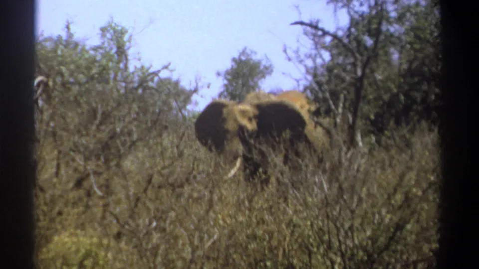 1969 Kenya 8mm frame showing a tusked elephant amid dense brush, trees, and dry grasses.