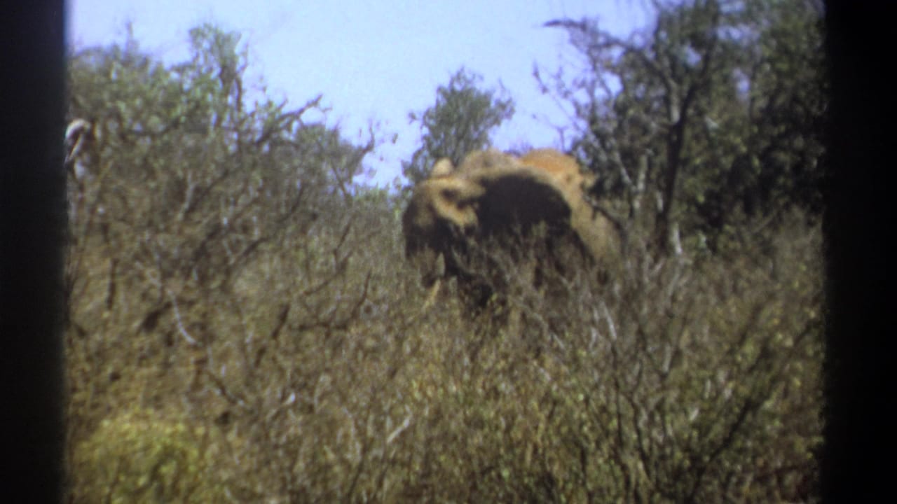 In 1969 Kenya home-movie footage, an elephant is partly obscured by dry bushland and thorny branches beneath a pale sky.
