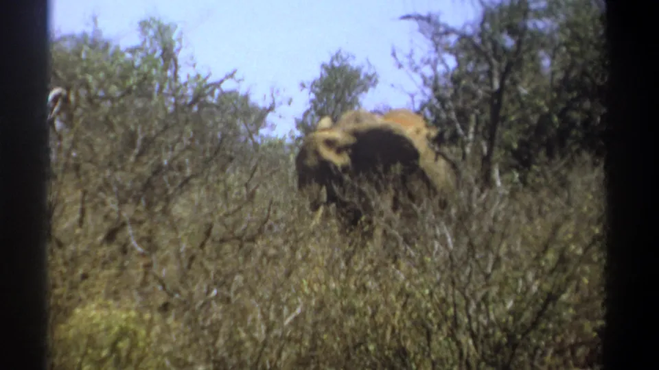 In 1969 Kenya home-movie footage, an elephant is partly obscured by dry bushland and thorny branches beneath a pale sky.