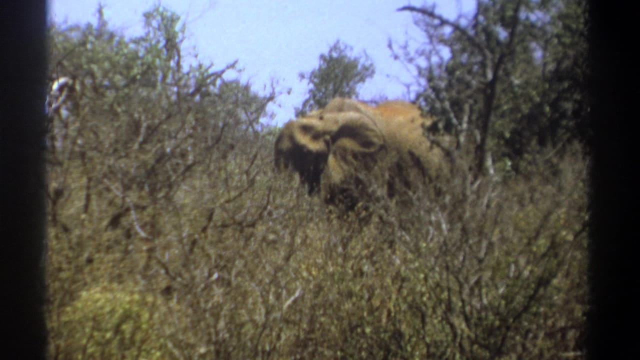 The elephant remains partly hidden in Kenyan dry bushland, framed by handheld 8mm film edges and scrub vegetation.