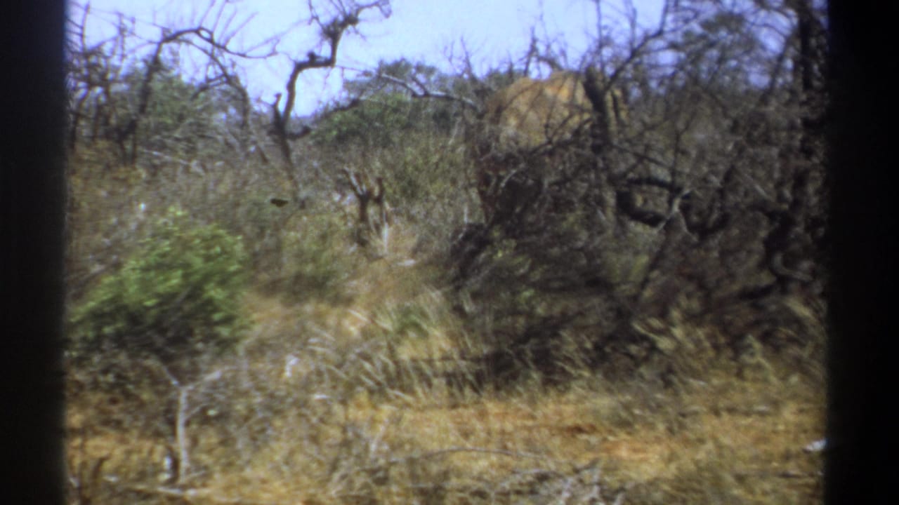 1969 Kenya 8mm frame showing an elephant partly obscured by dry brush, leafless trees, and tall grass.