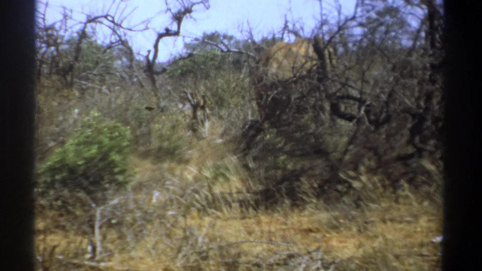 1969 Kenya 8mm frame showing an elephant partly obscured by dry brush, leafless trees, and tall grass.
