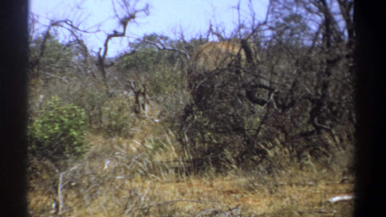 Dry trees and brush with an elephant shape partly visible behind branches.