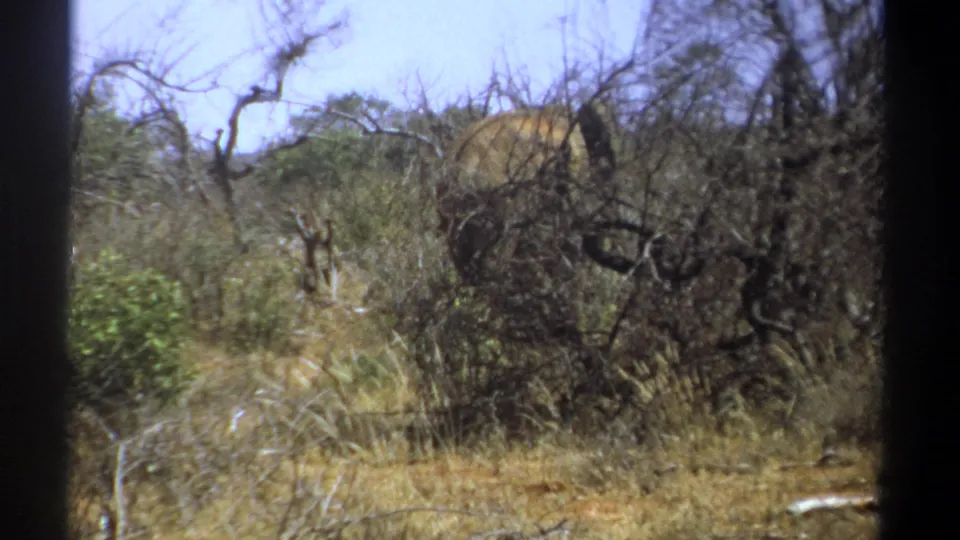 1969 Kenya 8mm frame showing the elephant still concealed by brush, grasses, and dark tree trunks.