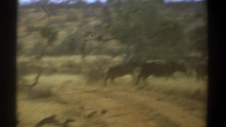Kenya 8mm frame with cattle running across dusty terrain, softened by motion blur and handheld filming.