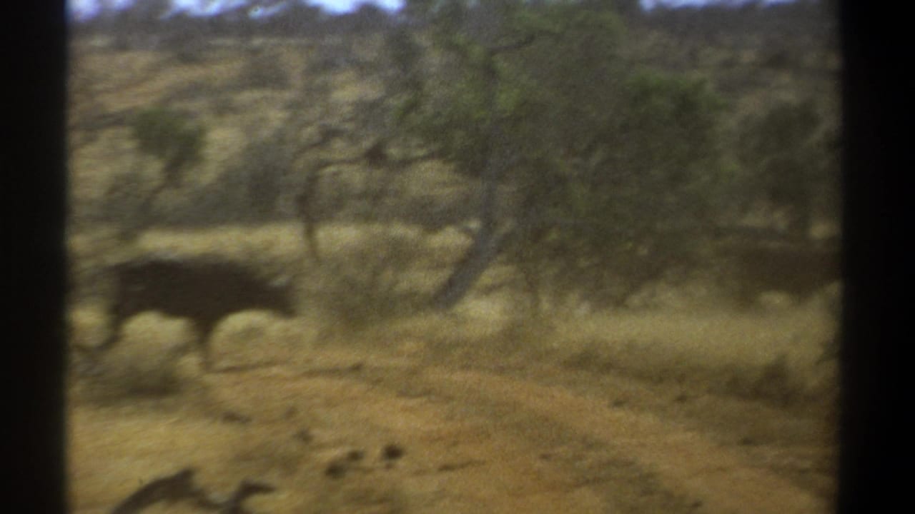 Kenya 1969 8mm frame showing dark buffalo-like animals crossing a dry savanna with scattered trees and visible film borders.