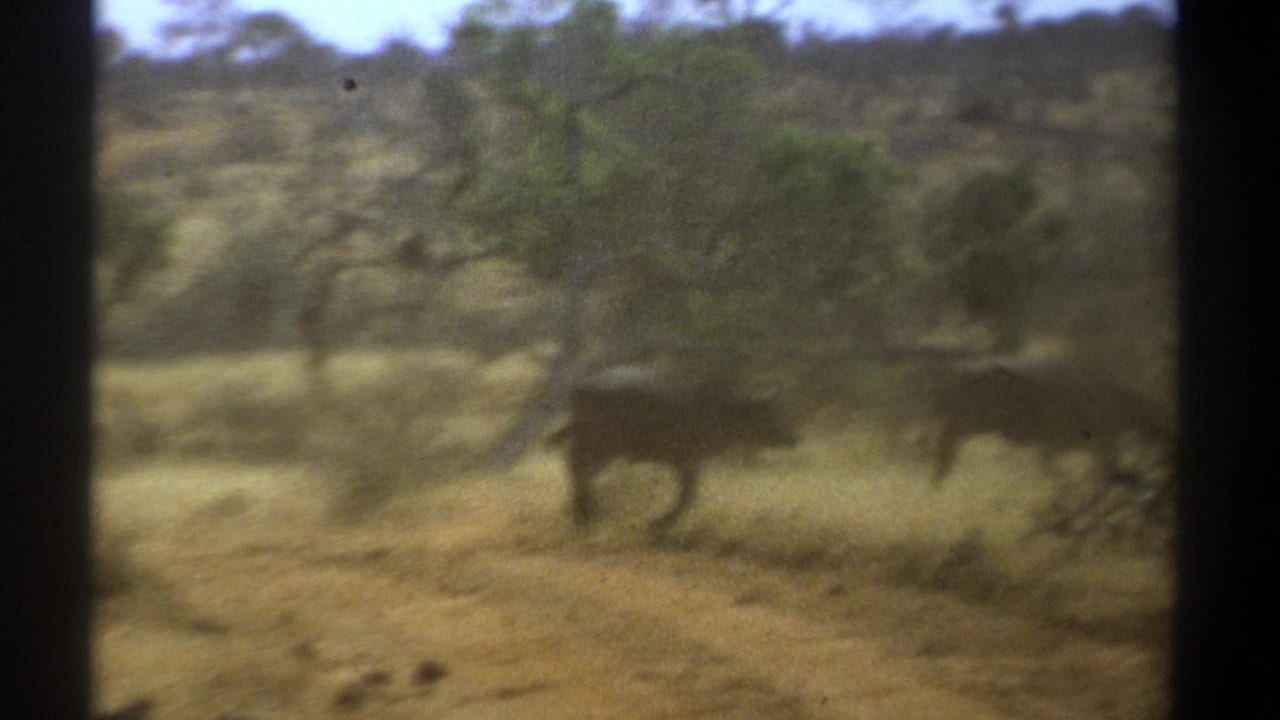A dark animal runs rightward through dry brush and grassland.