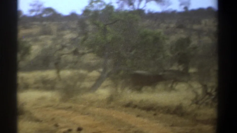 Soft 8mm Kenya 1969 frame showing a dark buffalo-like animal partly obscured by scrub in dry grassland.